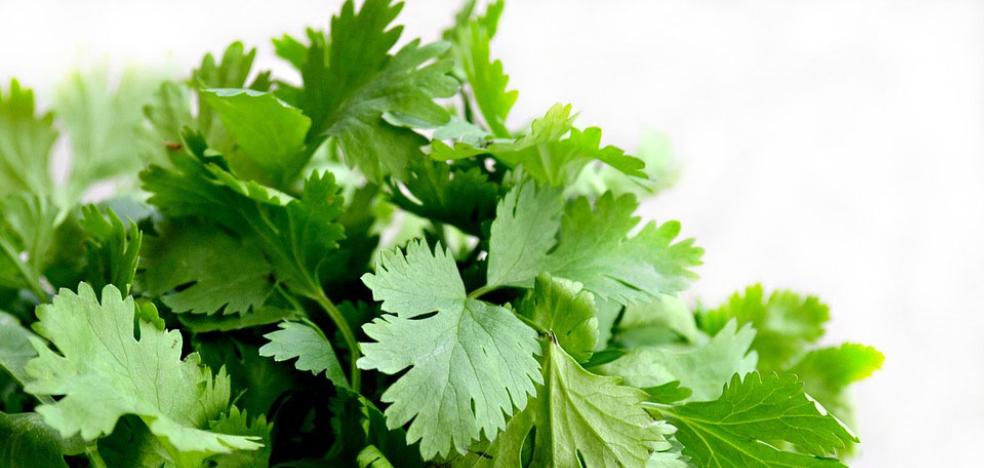 El Cilantro Conoce Las Propiedades De Esta Hierba Aromática El